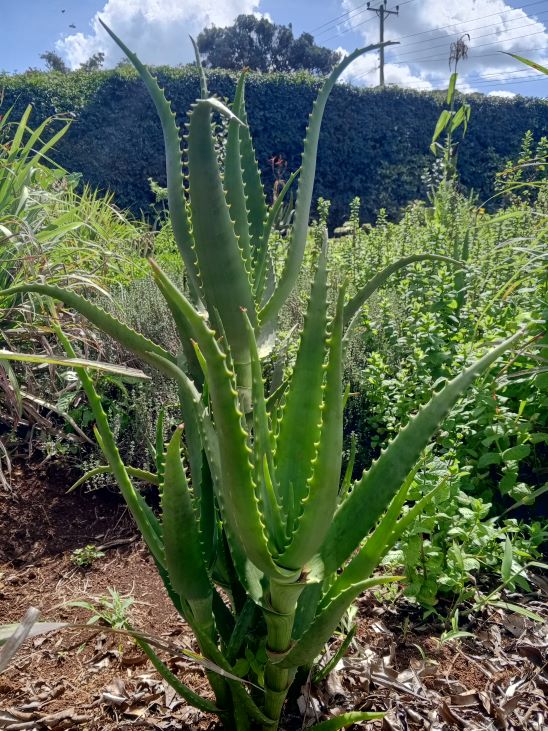Aloe Vera