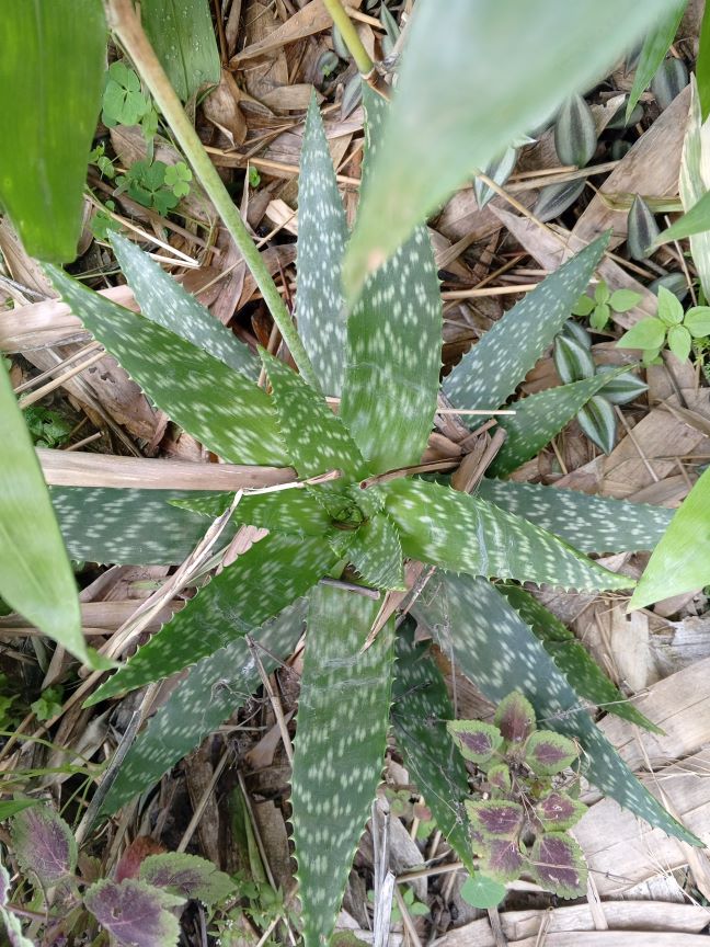 Soap Aloe