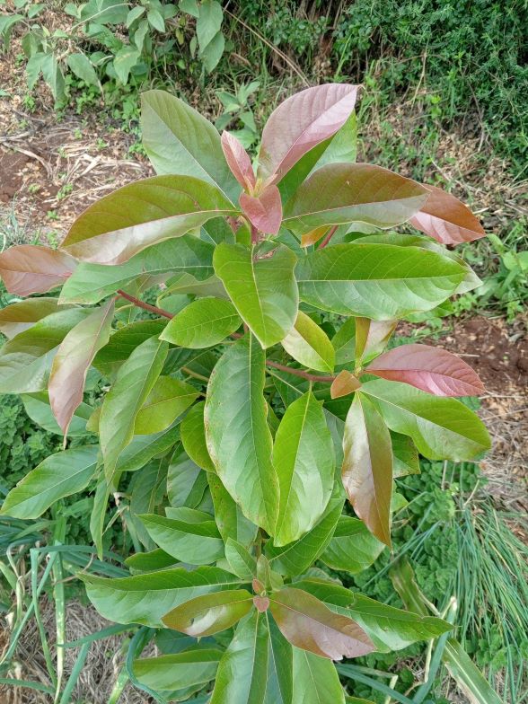 Jumbo Kienyeji Avocado