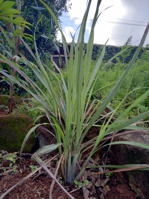 Lemongrass