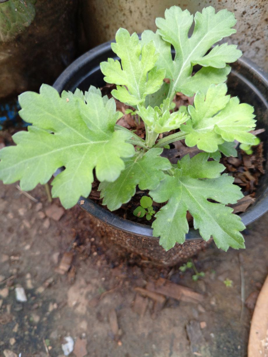 Chrysanthemum