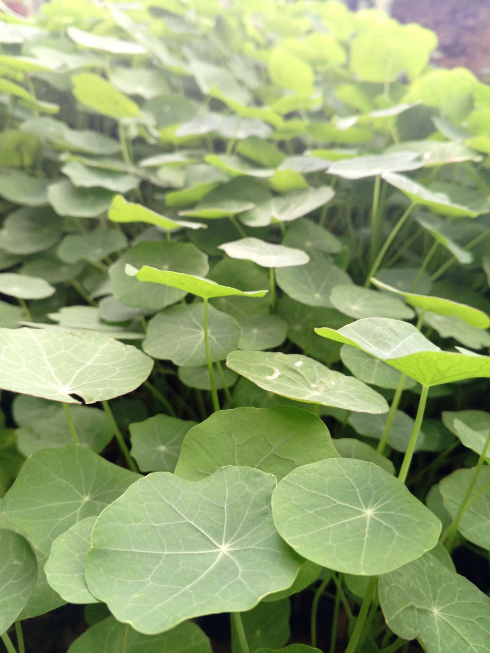 Nasturtium