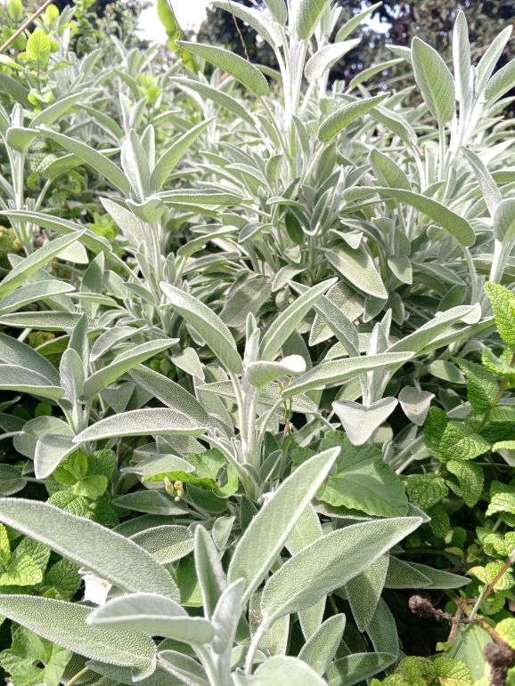 Sage