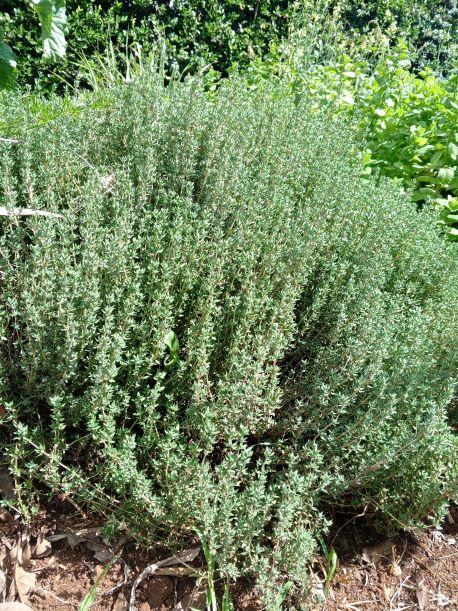 Thyme - Seedlings