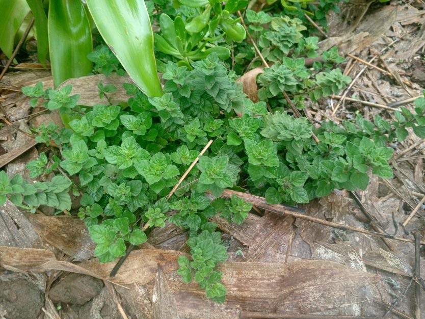 Oregano - Bunch