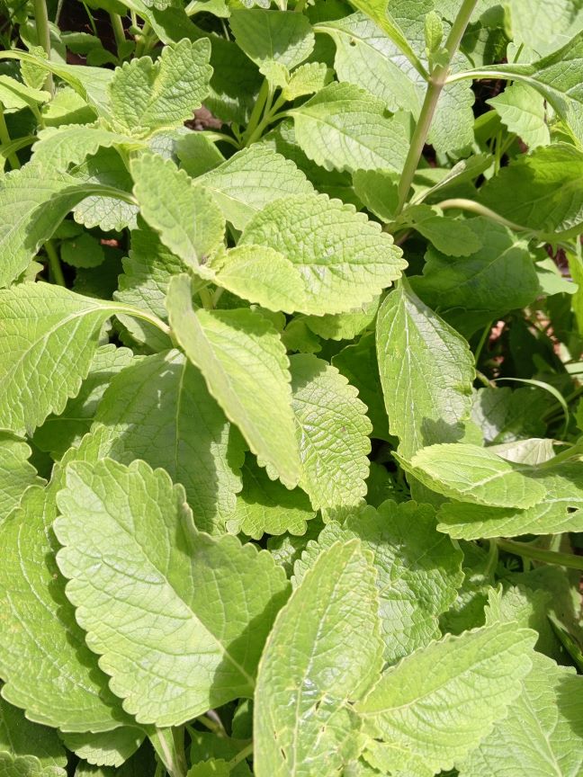Maigoya (Karpuravalli) - Seedlings