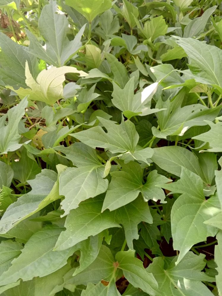 Sweet Potato Leaves / Vines