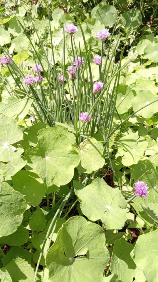 Chives