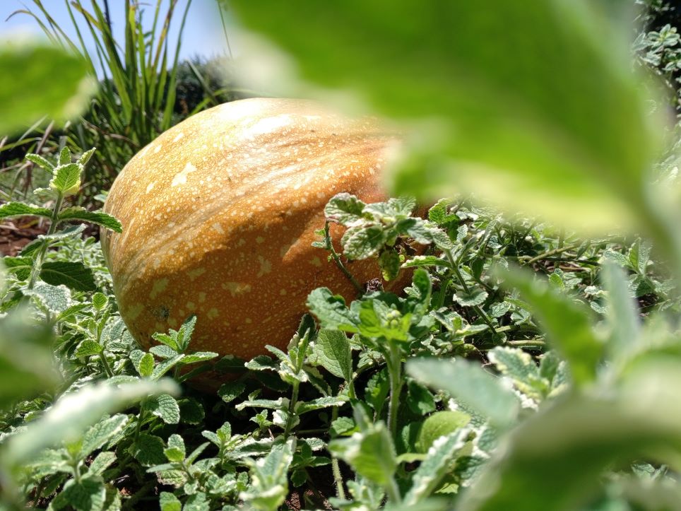 Pumpkin