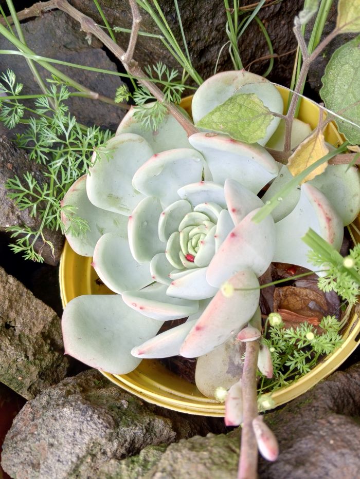 Echeveria White Storm