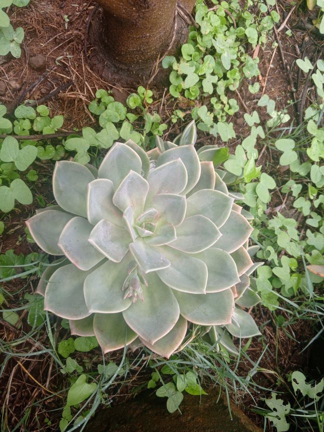 Echeveria Mensa