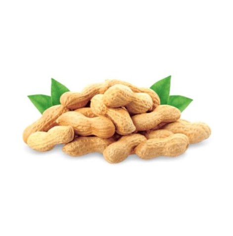Raw In Shell Groundnuts