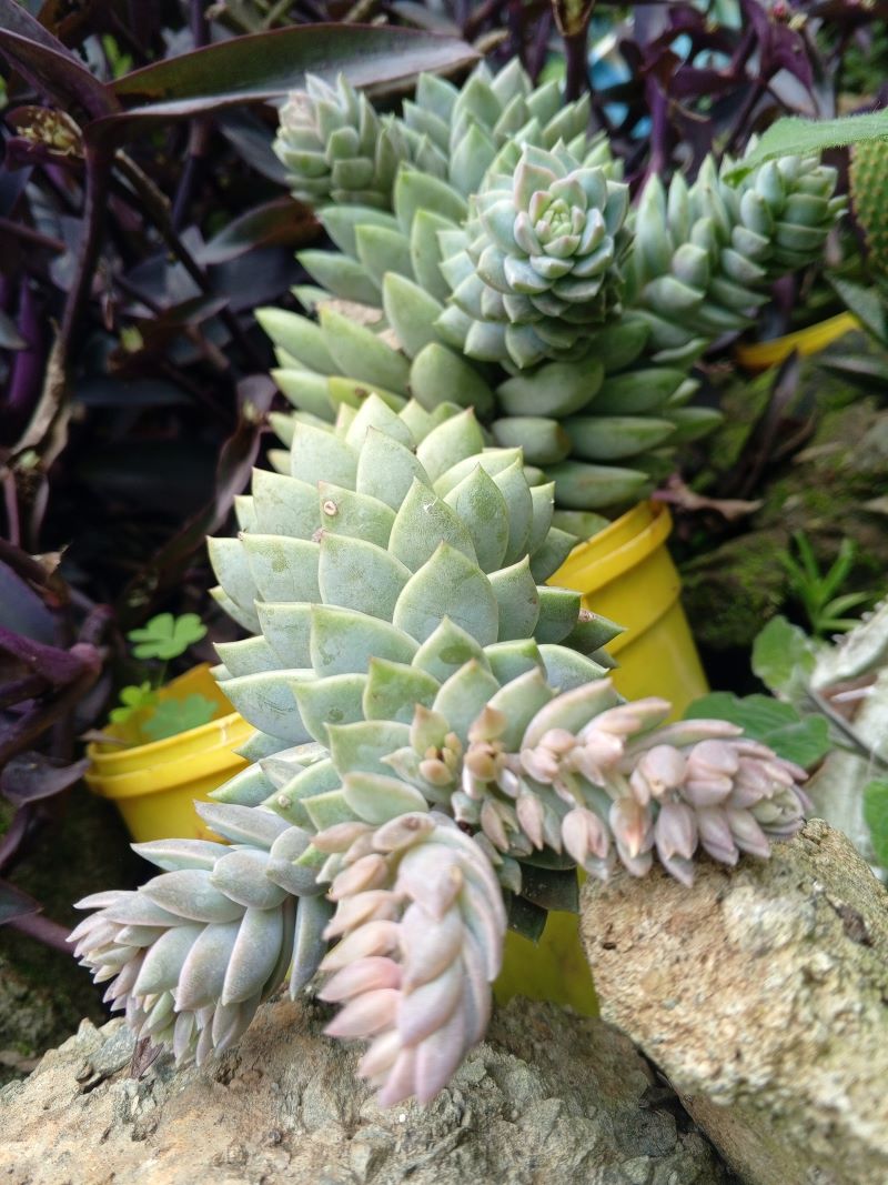 Sedeveria Lilac Mist