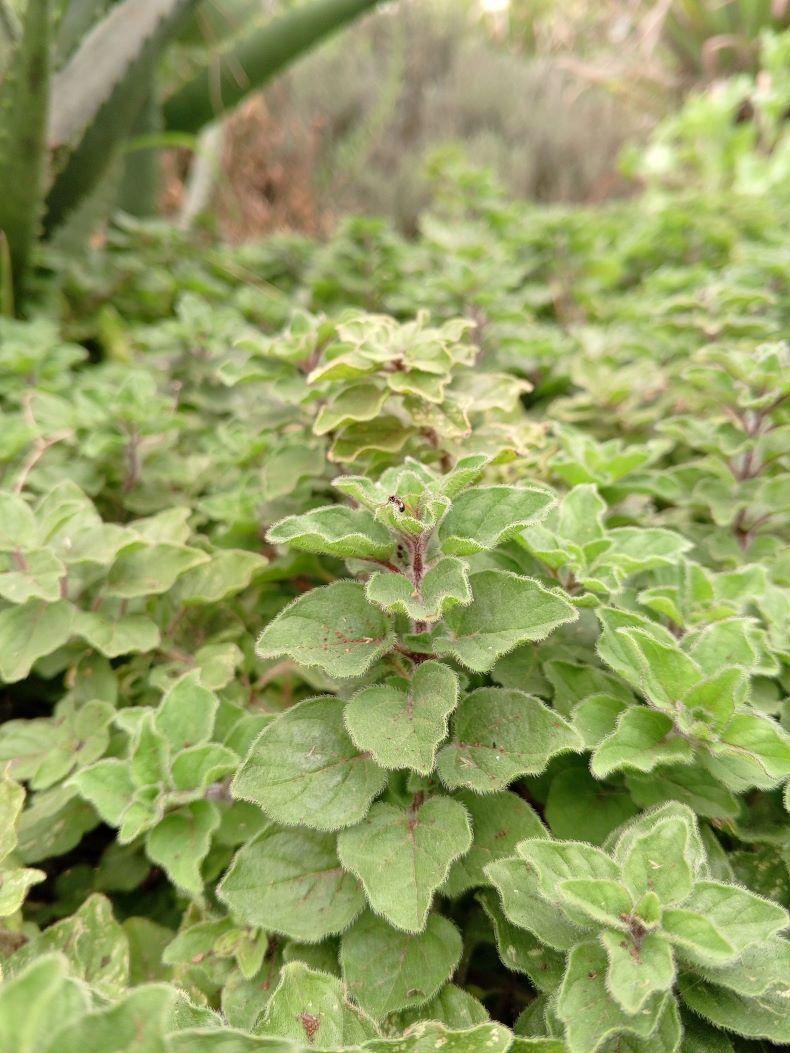 Oregano - Seedlings