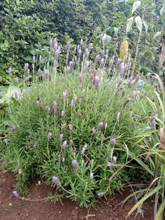 Lavender