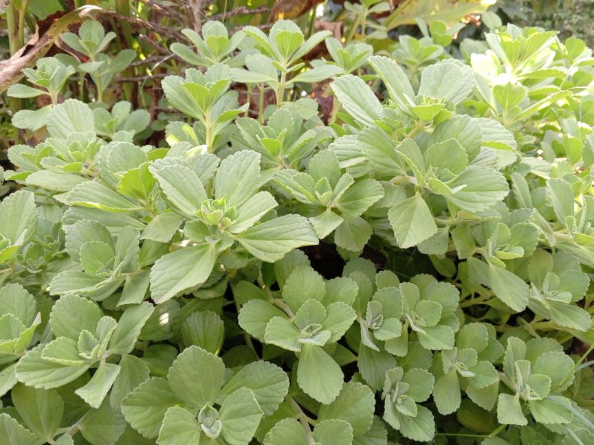 Apple Mint - Seedlings