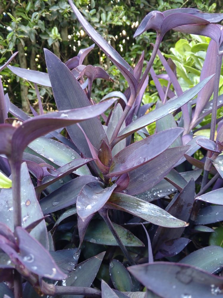 Purple Heart - cuttings