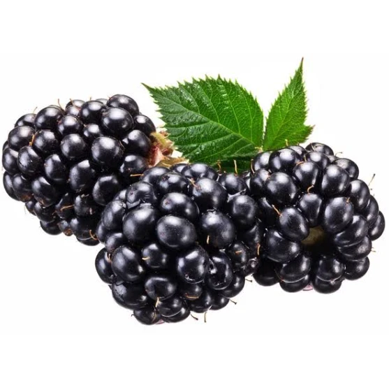 Organic Blackberry