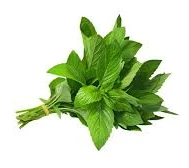 Organic Peppermint