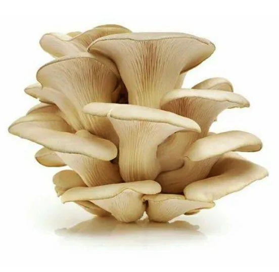 Organic Oyster Mushroom