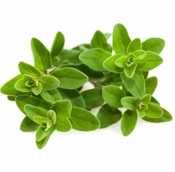 Organic Oregano