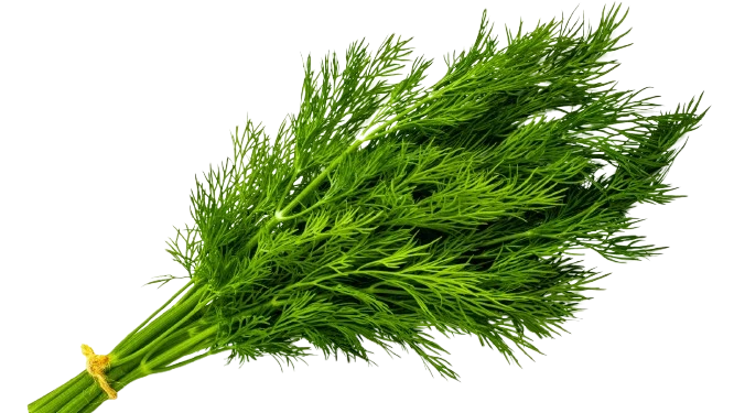 Organic Dill