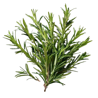 Organic Rosemary