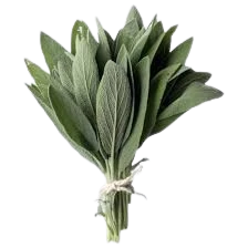 Organic Sage