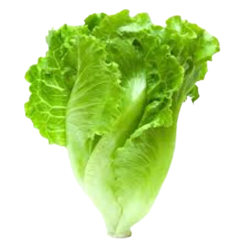 Organic Romaine Lettuce