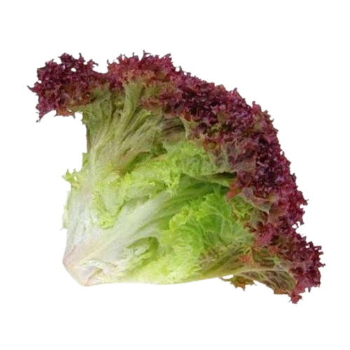 Organic Red Butterhead Lettuce