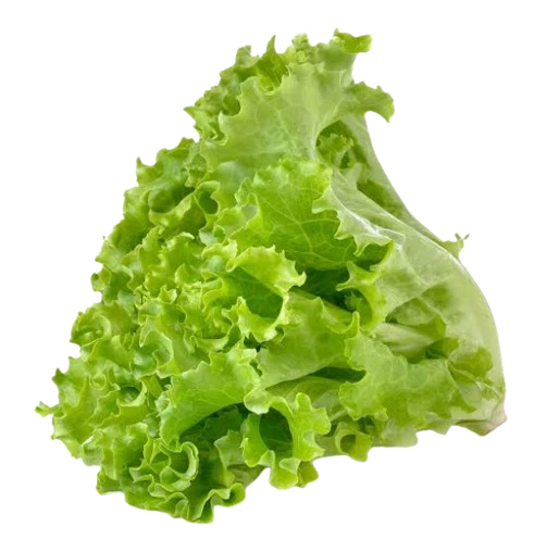 Organic Green Butterhead Lettuce