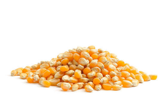 Organic Heirloom Yellow Maize