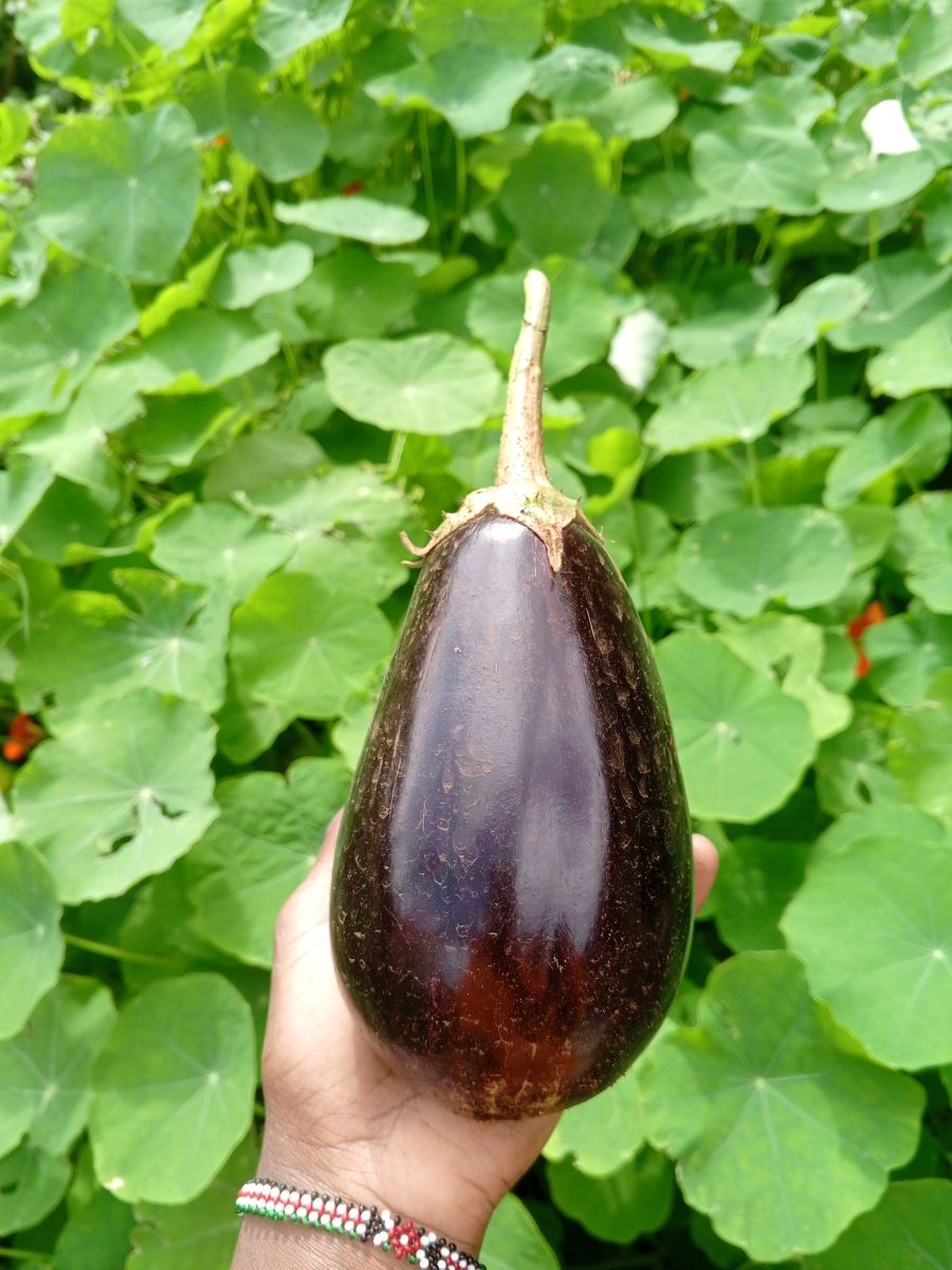 Eggplant / Aubergine
