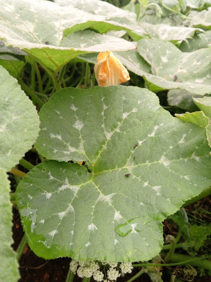 Pumpkin leaves / Misheveve