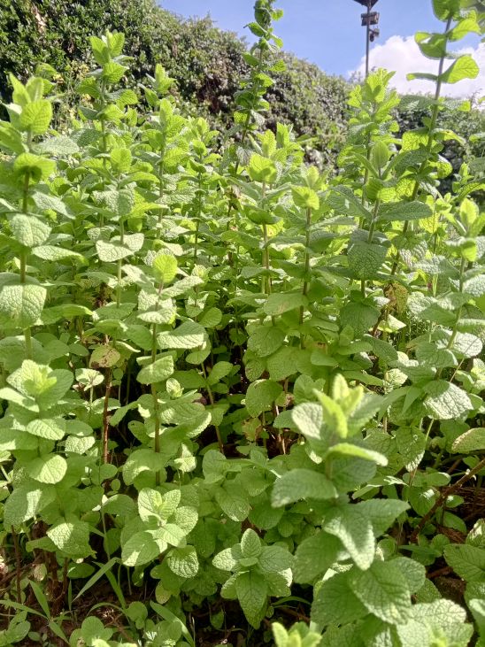 Apple Mint - Potted