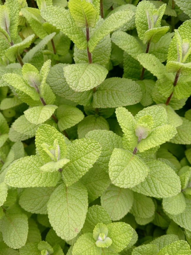 Apple Mint - Seedlings