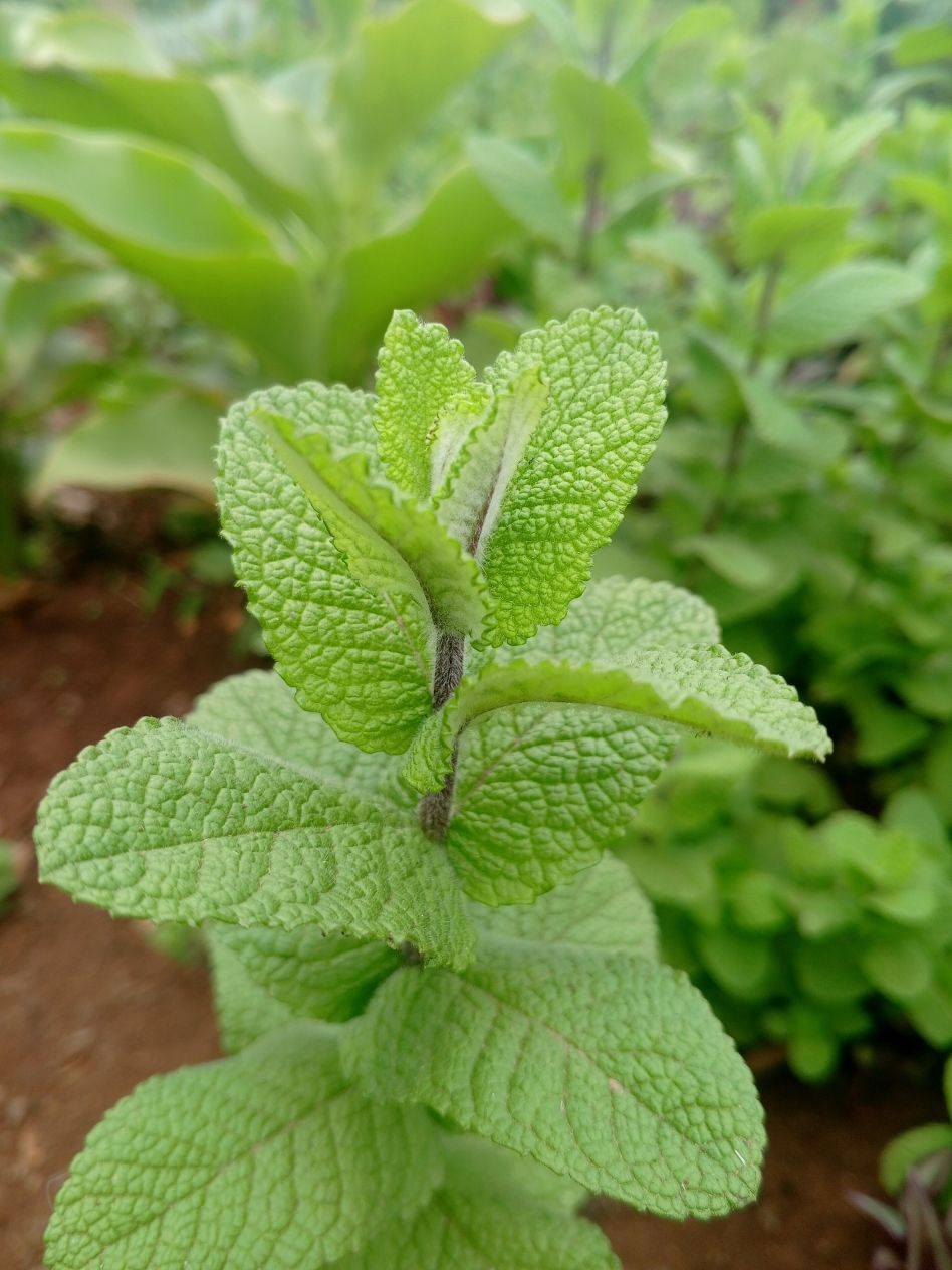 Apple Mint