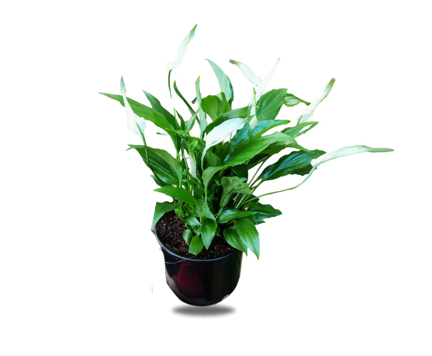 The Flower Factory Fresh Peace Lily