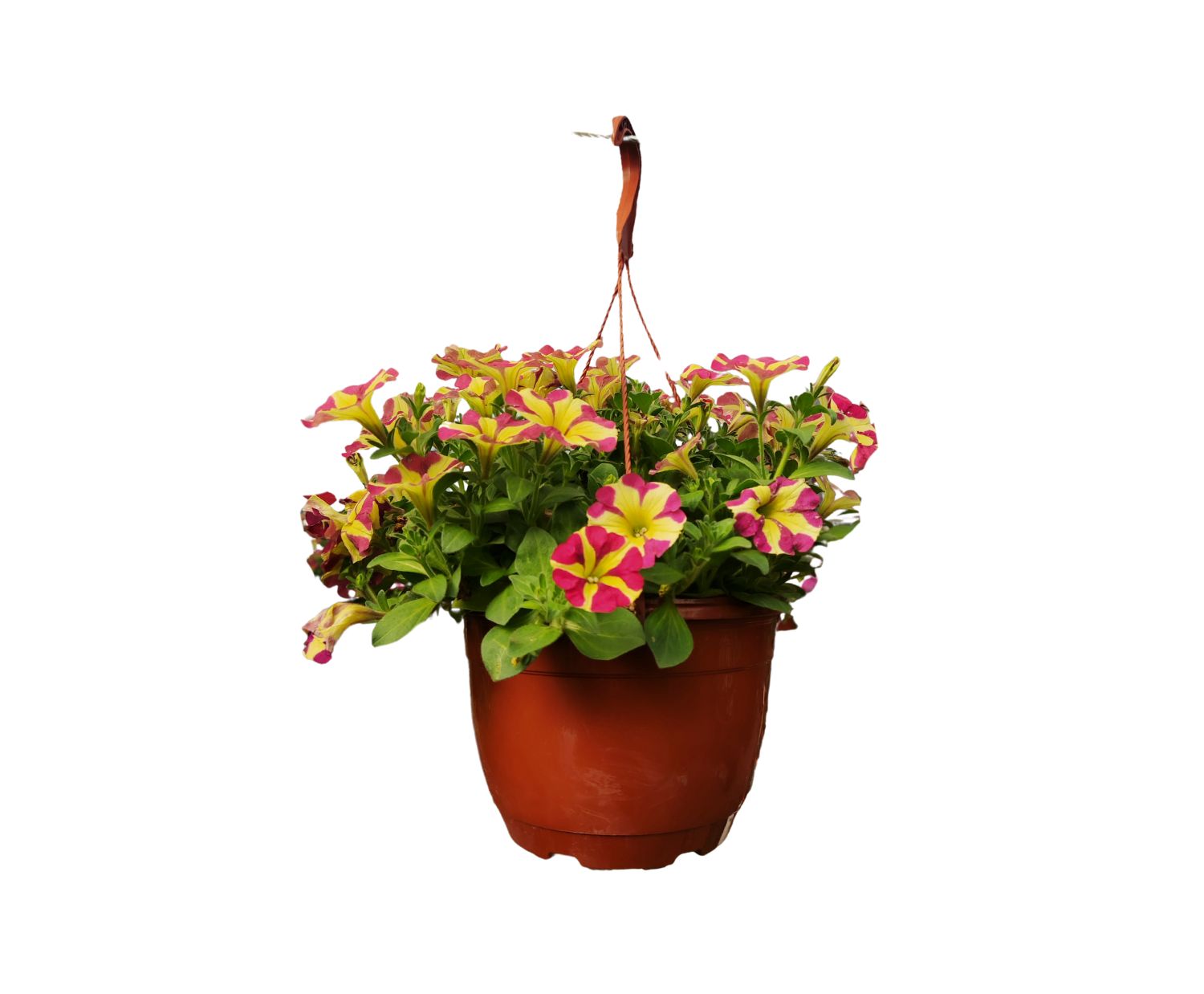 The Flower Factory Fresh Petunia Hanging Basket