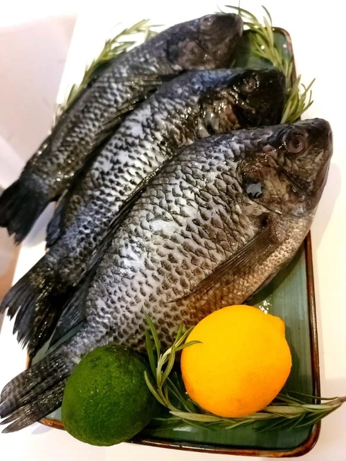 Global Tilapia Fresh Whole Tilapia