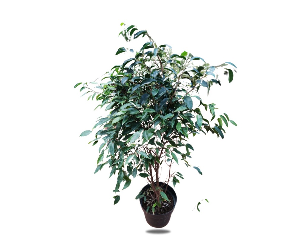 The Flower Factory Fresh Ficus Benjamina