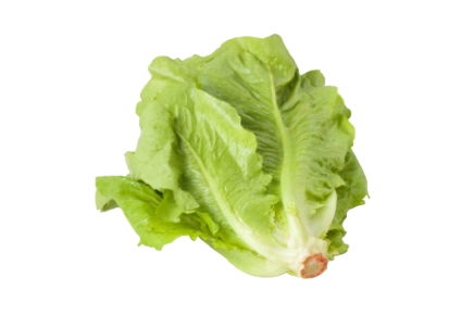 Organic Lettuce Romaine