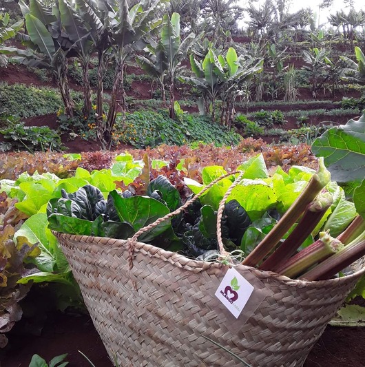 Mlango Farm Organic Full Farmshare basket