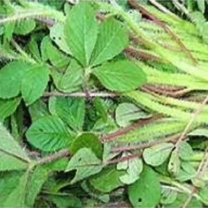 Sunfresh Organics image 3