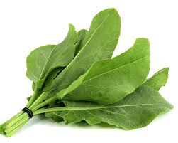 Organic Sorrel