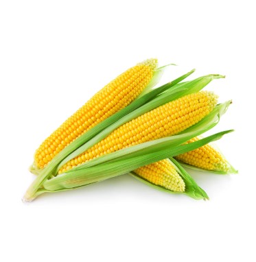 Garden - Fresh Sweet Corn