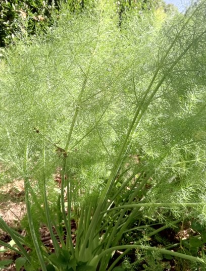 Sweet Fennel