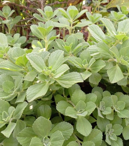 Cuban Oregano