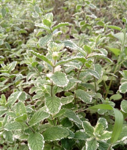 Adult - Pineapple Mint