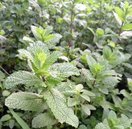 Green Peppermint